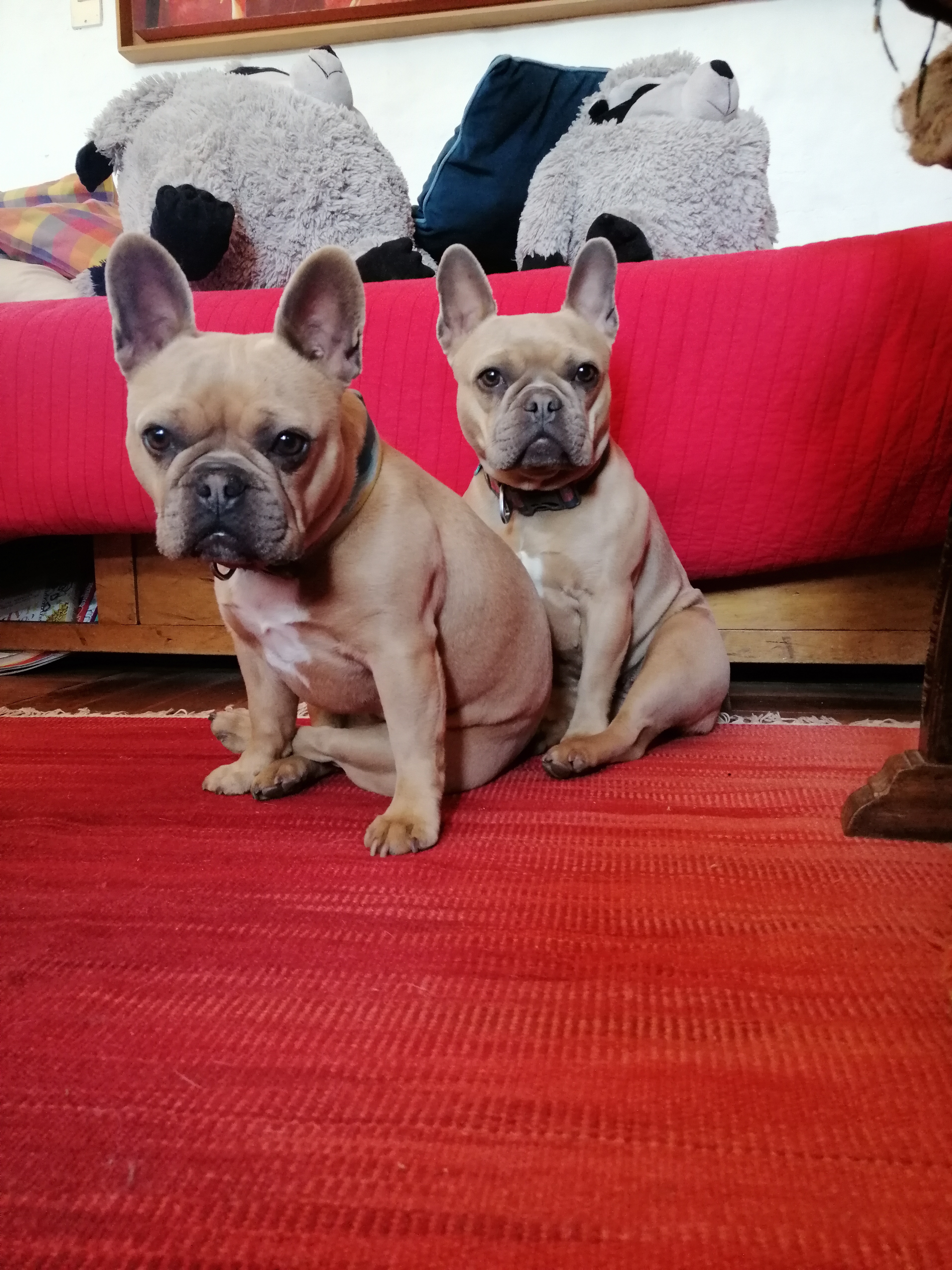 Lola y Lily